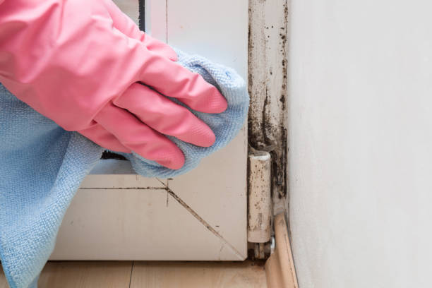 Imperial, MO Mold Remediation Company