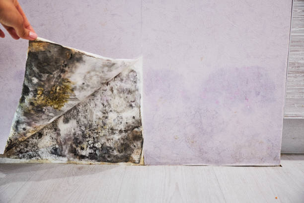 Imperial, MO Mold Remediation Company